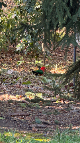 Australian King Parrot