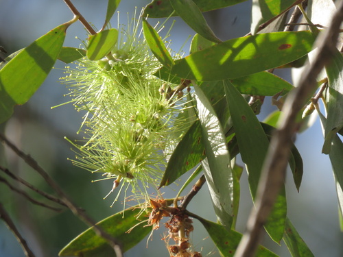 Melaleuca nervosa observed 2026-08-01
