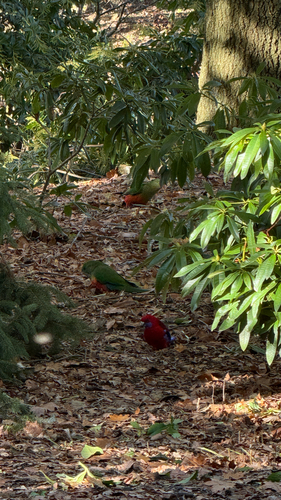 Crimson Rosella