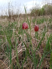 Fritillaria meleagroides