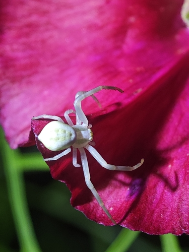 Goldenrod Crab Spider