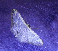 Idaea costiguttata