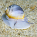Moon Snails - Photo (c) alex_shure, some rights reserved (CC BY-NC), uploaded by alex_shure