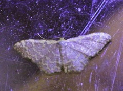 Idaea costiguttata
