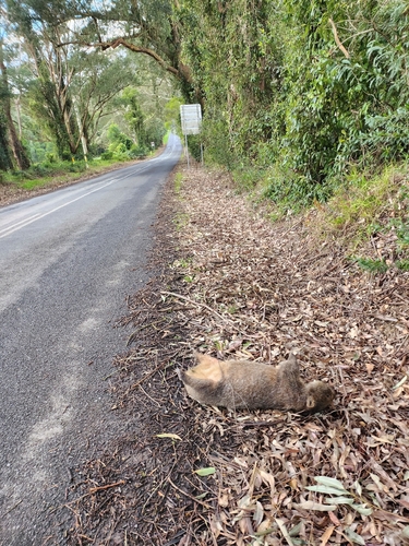 Bare-nosed Wombat