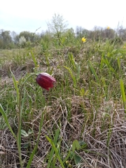 Fritillaria meleagroides