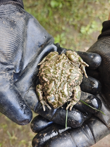 Green Toad