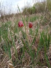Fritillaria meleagroides