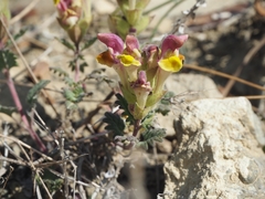 Scutellaria orientalis orientalis