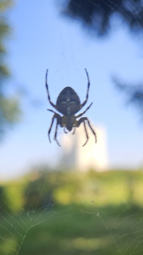Cross Orbweaver