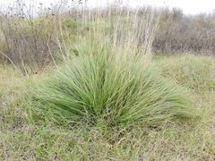 Poa cita