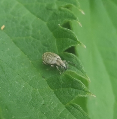 Peritelus sphaeroides