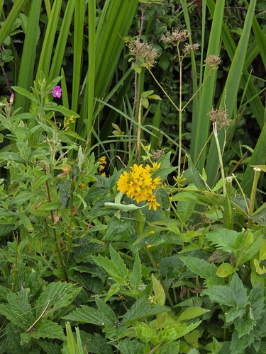 Yellow Loosestrife
