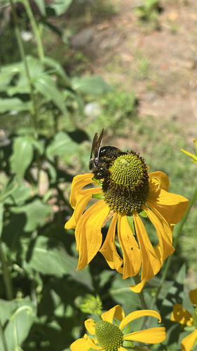 iNaturalist observation photo of Western Carpenter Bee