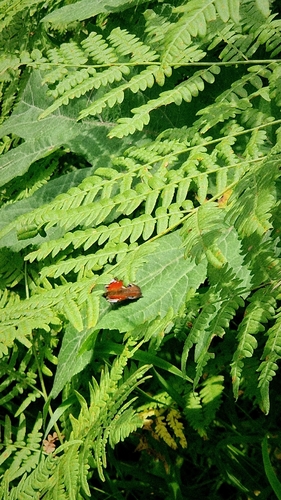 European Peacock Butterfly