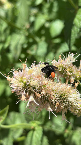 iNaturalist observation photo of Yellow-faced Bumble Bee