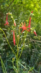 Ipomopsis aggregata aggregata