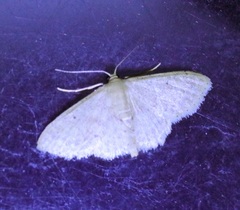 Idaea ptyonopoda
