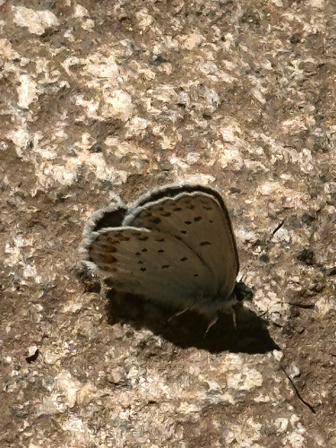 iNaturalist observation photo of Anna's Blue