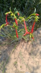 Ipomopsis aggregata aggregata