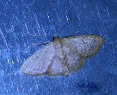 Idaea ptyonopoda