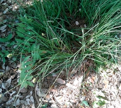 Carex planostachys