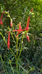 Ipomopsis aggregata aggregata