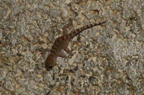 Moorish Gecko