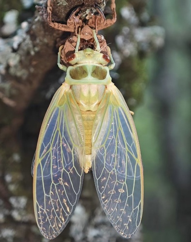 Auritibicen pallidus