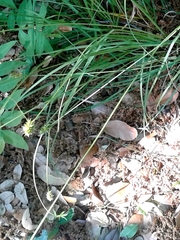 Carex planostachys