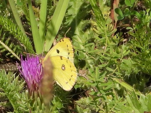 Pale Clouded Yellow