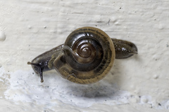 Ariophantidae