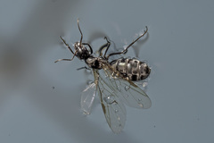 Iridomyrmex anceps