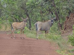Hippotragus equinus koba