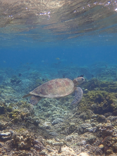Green sea turtle
