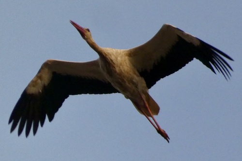 European White Stork