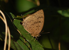 Arhopala silhetensis
