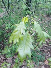 Quercus rubra