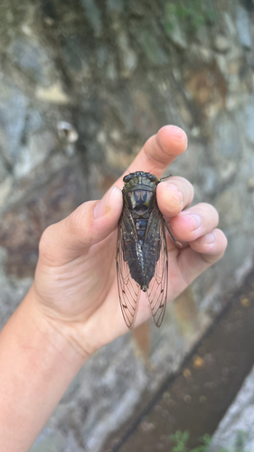 Macrosemia pieli