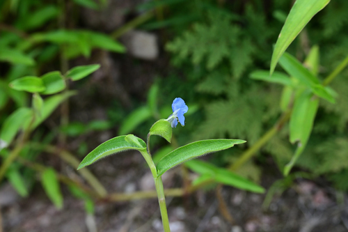 Asiatic dayflower