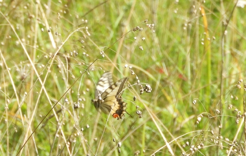 Old World Swallowtail