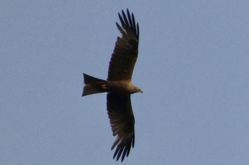Black Kite