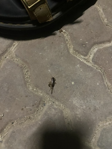 House Cricket