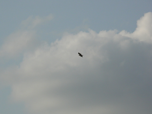Red-necked Buzzard (Buteo auguralis), photo 5