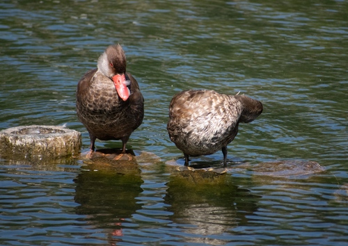 Pato colorado (Netta rufina)