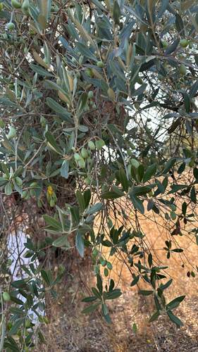 Olive