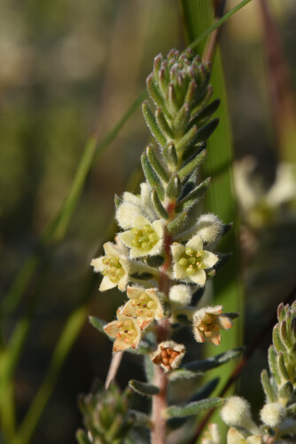 Phylica axillaris, photograph 1