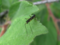 Micropeza corrigiolata