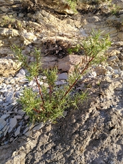 Salix eleagnos