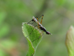 Micropeza corrigiolata